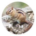 Chipmunk Sticker