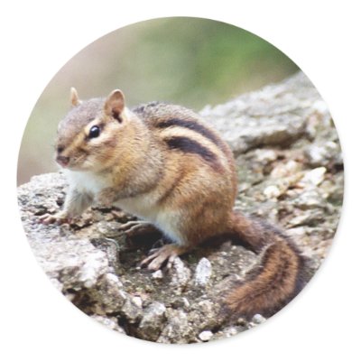 Chipmunk Stickers by Captain_Panama