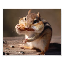 Chipmunk Stuffing His Face Art Photo