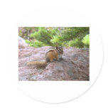 Chipmunk Wildlife Photo Art Design Nature Animals stickers