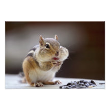 Chipmunk with Cheeks Full Photo