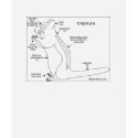 Chipmunks 101 t-shirts
