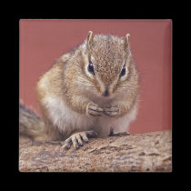 Chippie Magnet