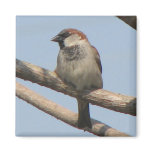 Chipping Sparrow Fridge Magnet