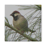 Chipping Sparrow Refrigerator Magnets