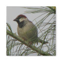 Chipping Sparrow magnets