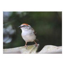 Chipping Sparrow Personalized Invites