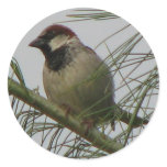 Chipping Sparrow Sticker