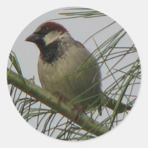 Chipping Sparrow Sticker