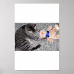 "Chiro-Cat" posters