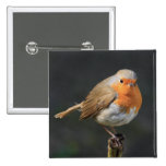 Chirpy Robin Buttons