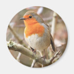 Chirpy Robin Fridge Magnets