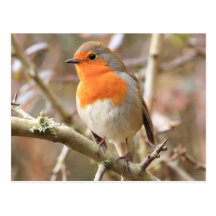 Chirpy Robin Post Card