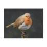 Chirpy Robin Postcard