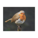 Chirpy Robin postcards