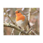 Chirpy Robin Post Card
