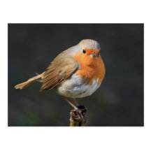 Chirpy Robin Postcard