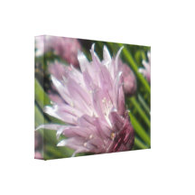 Chive Blossom Canvas Canvas Print