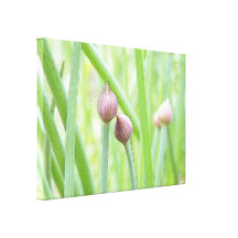 Chive Flower Buds Canvas Prints