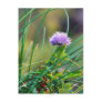 Chives Blue On Grass Postcard