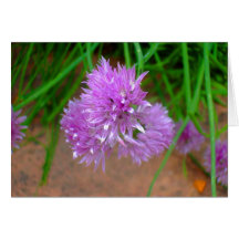 Chives with Purple Flower Blossoms Cards