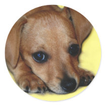 Chiweenie Sticker