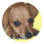 Chiweenie Sticker