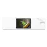 Chlorophanes spiza - Green Honeycreeper (female) 0 Bumper Stickers