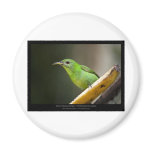 Chlorophanes spiza - Green Honeycreeper (female) 0 Refrigerator Magnets