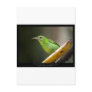Chlorophanes spiza - Green Honeycreeper (female) 0 Post Card