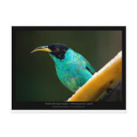 Chlorophanes spiza - Green Honeycreeper (male) 01 Post Cards