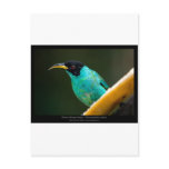 Chlorophanes spiza - Green Honeycreeper (male) 01 Postcards