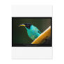 Chlorophanes spiza - Green Honeycreeper (male) 01 Postcards