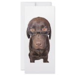 Choccy Lab in Glasses rack cards