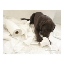 Chocolate brown labrador. postcard