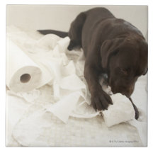 Chocolate brown labrador. tiles