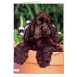 Chocolate Cocker Spaniel greeting card