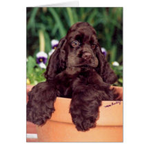 Chocolate Cocker Spaniel greeting card