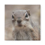 Chocolate Donut Face Squirrel Magnet
