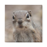 Chocolate Doughnut Face Squirrel Magnet