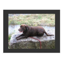 Chocolate Lab Bruno Brown Postcards