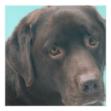 Chocolate Lab Dog Invitations