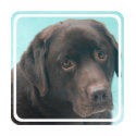 Chocolate Lab Dog Ladies T-Shirt