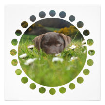 Chocolate Lab in Daisies  Invitations