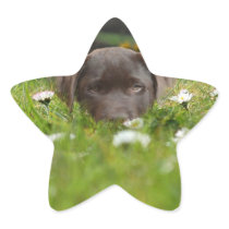 Chocolate Lab in Daisies Stickers