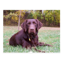 Chocolate Lab Post Cards