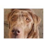 Chocolate Lab Postcard