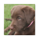 Chocolate Lab Pup Magnet