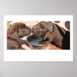 Chocolate Lab Puppies Play posters