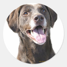 Chocolate Lab Round Sticker